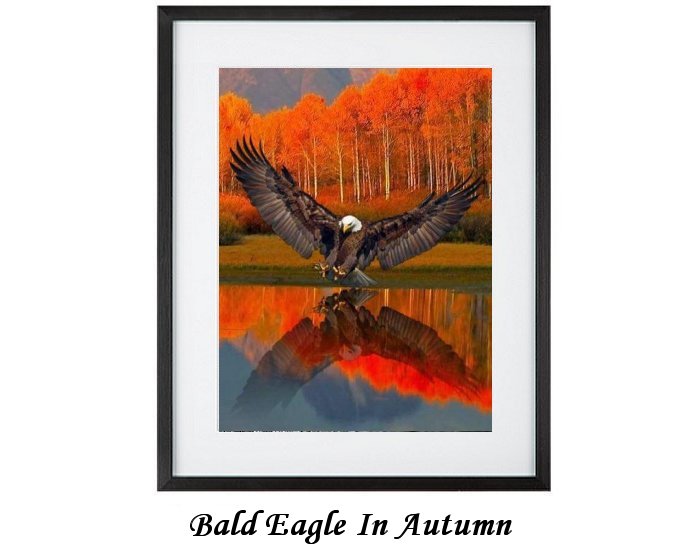 Bald Eagle In Autumn Framed Print